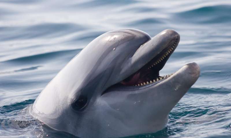 海洋中不断增长的噪音会导致海豚改变他们的呼叫