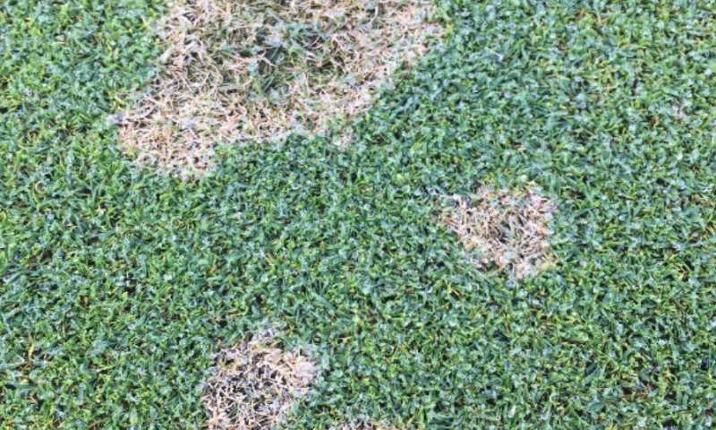 高尔夫球场经理受到抗真菌草皮草病的挑战