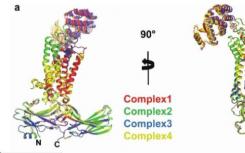 人LAT1-4F2hc异聚氨基酸转运蛋白复合物的结构