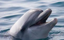 海洋中不断增长的噪音会导致海豚改变他们的呼叫
