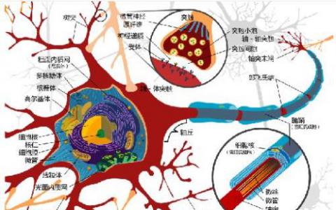 细胞可以使用弹弓运动推动自己