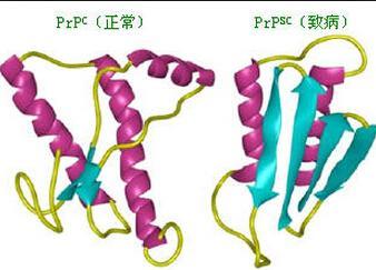 朊蛋白样蛋白质控制雌性小鼠的PTSD症状