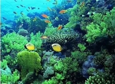 海藻类衍生的生物毒素改变了浮游动物和海洋食物网的发展