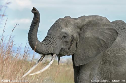 大象与树干形成关节以拾取吃掉的小物体