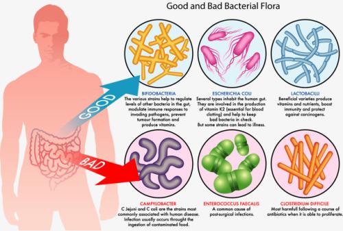 肠道细菌的成分几乎在抗生素后恢复