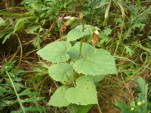 研究人员报告说房主院子里的非本地植物会危害野生动物