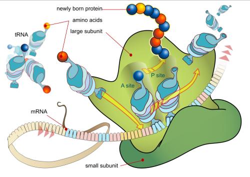 Atg2蛋白在将前自噬体膜束缚到内质网中的作用