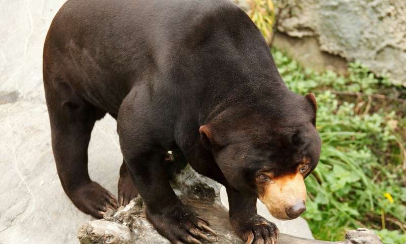 在正确的帮助下熊可以从胆汁养殖的折磨中恢复过来