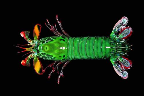 生物陶瓷为螳螂虾的着名打击提供动力