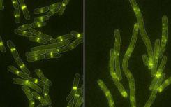 用微生物产生的毒素 细菌证明老狗可以学习新的技巧