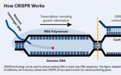 最小的生命形式具有最小的工作CRISPR系统