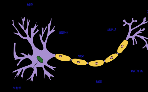 全息断层扫描（HT）技术用于对单个神经元进行成像