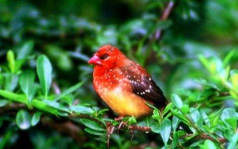 基因组分析有助于发现来自印度尼西亚的不寻常的新鸟类