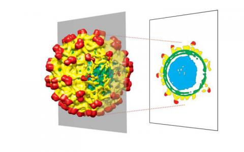 球形病毒的结构并不像我们想象的那么完美