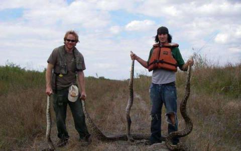 研究人员在佛罗里达州找到了入侵缅甸蟒的快速适应的基因组学证据