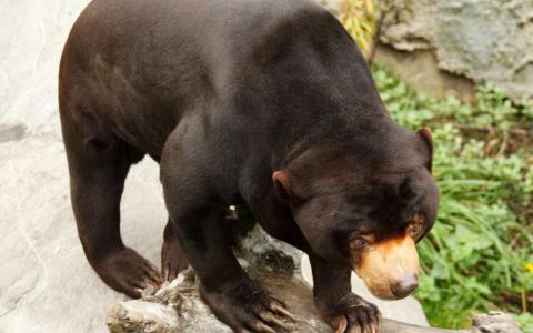 在正确的帮助下熊可以从胆汁养殖的折磨中恢复过来