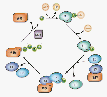 去泛素化酶USP15有助于维持基因组稳定性