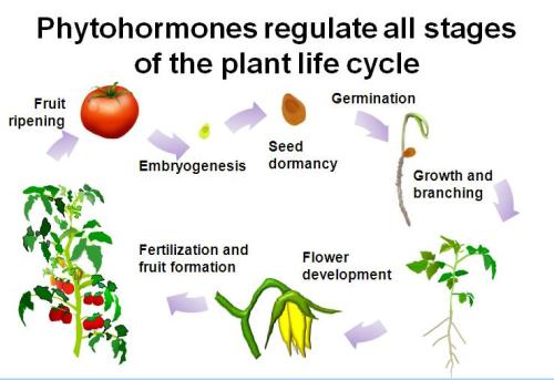植物激素使太空农业成为可能