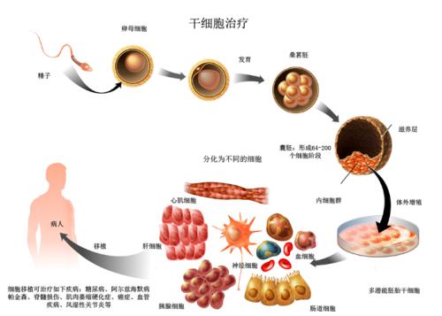 科学家发现干细胞增殖是由神经系统直接控制的