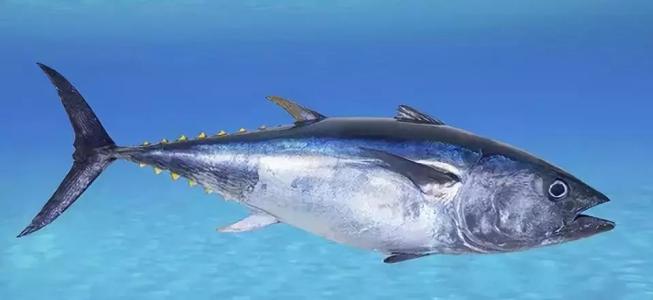 八十吨非法蓝鳍金枪鱼对可持续渔业和人类健康构成威胁
