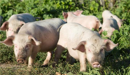 研究人员生产抗病毒的猪 可以大大改善全球动物的健康状况