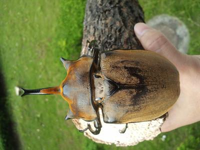 甲虫幼虫如何在腐肉上茁壮成长