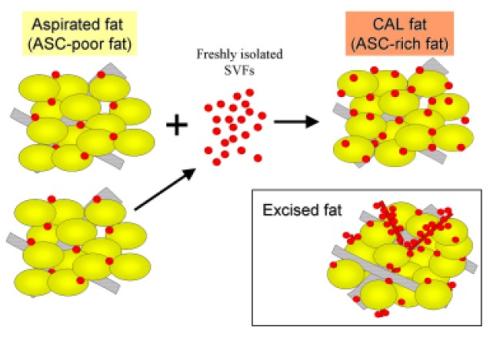 与较胖脂肪细胞相关的低铜水平