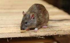 一个自私的基因使老鼠成为移民