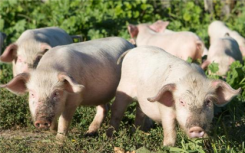 研究人员生产抗病毒的猪 可以大大改善全球动物的健康状况