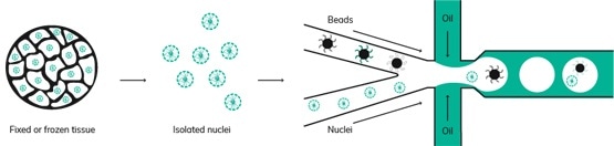 Dolomite Bio为其Nadia仪器引入了高通量sNuc-Seq协议