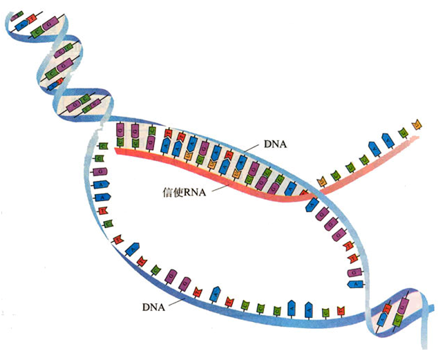 DNA复制的自然速度限制为生命的第一步奠定了基础