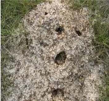 茧在毒性消毒过程中保护敏感的蚂蚁巢