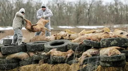 科学家研究非洲猪瘟以防止美国爆发