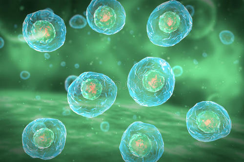 分子监护人在细胞分裂期间监测染色体