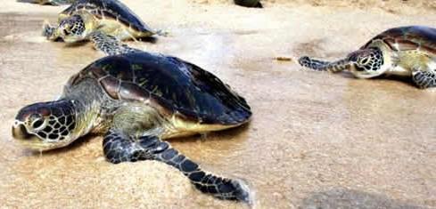 禽流感致白尾海龟致命感染的首次证据