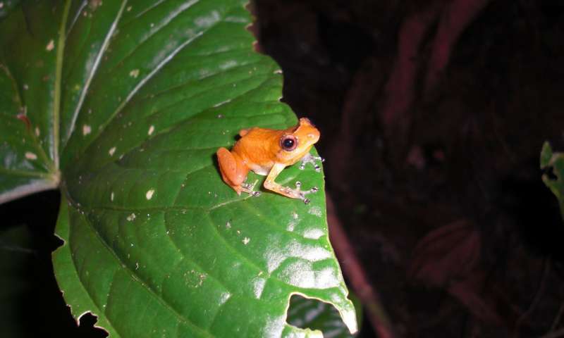 发现热带青蛙与致命的真菌共存
