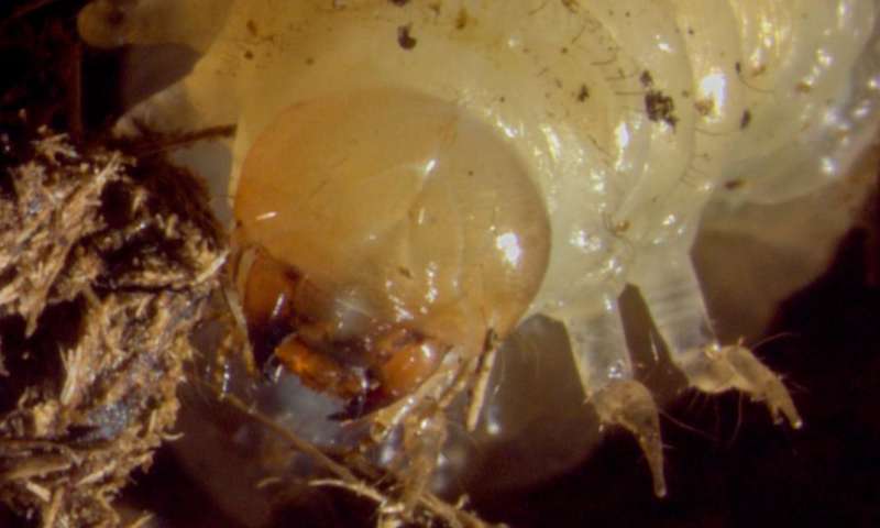 发现线虫对d螂幼虫微生物组有积极影响