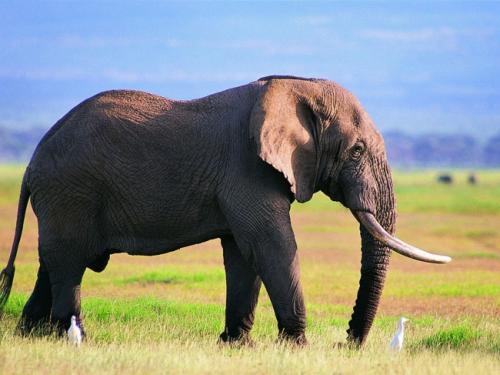 非洲大象如何破坏它的皮肤以冷却