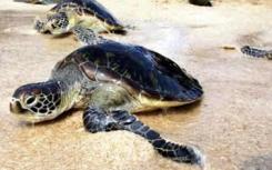 禽流感致白尾海龟致命感染的首次证据