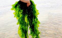 海莴苣的基因组产生大量的绿色潮汐解码