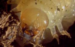 发现线虫对d螂幼虫微生物组有积极影响