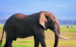 非洲大象如何破坏它的皮肤以冷却