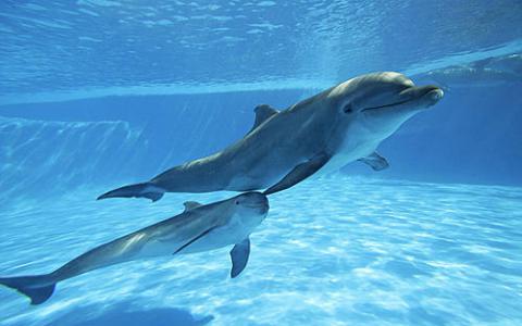 海豚和鲸鱼如何对抗疾病威胁