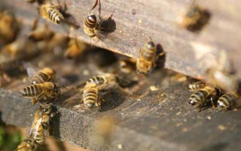 真菌为对抗蜜蜂病毒提供了强大的药物