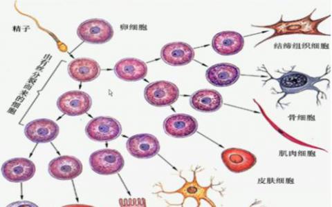 研究人员报告了护送一种关键酶的蛋白质用于细胞分化