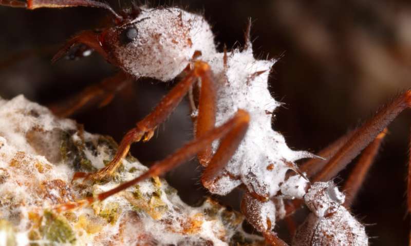 琥珀化石蚂蚁有助于重建真菌养殖的进化