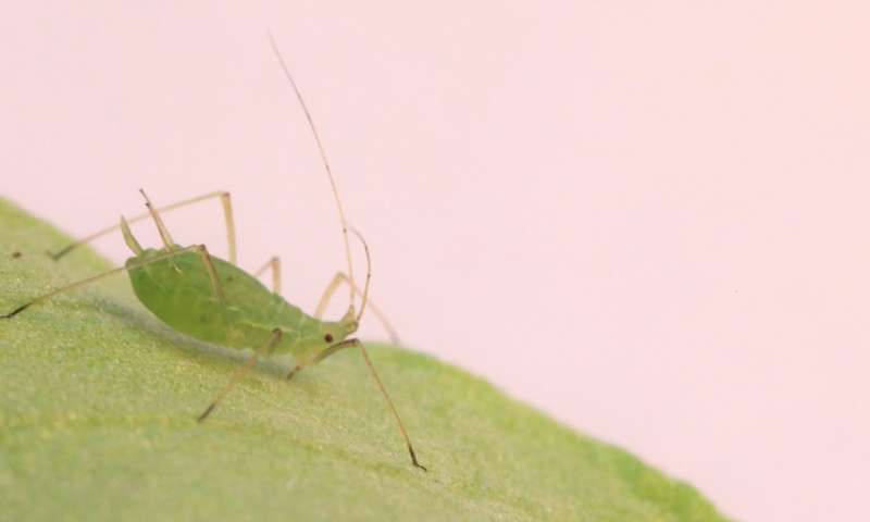 蚜虫使用视线来避免致命的细菌可能导致害虫控制