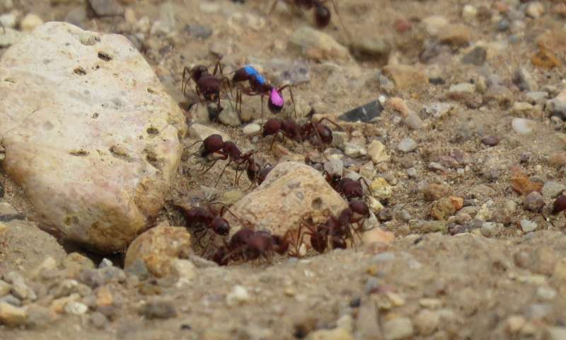 喂蚂蚁多巴胺可能会使他们更聪明的觅食者