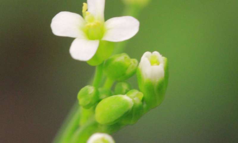 蛋白质可防止植物过早开花