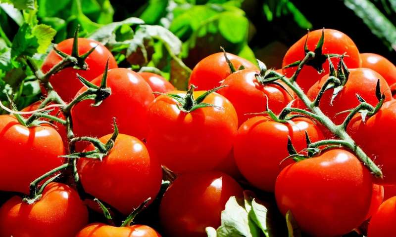 西红柿混合化学鸡尾酒 早期发现粮食作物的抗病性